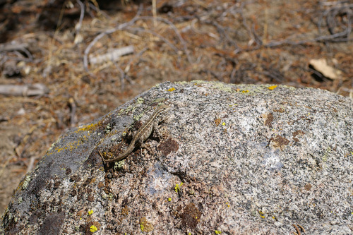 iNaturalist observation photo of Western Sagebrush Lizard