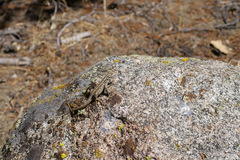 Sceloporus graciosus gracilis