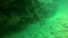 Heteropriacanthus cruentatus