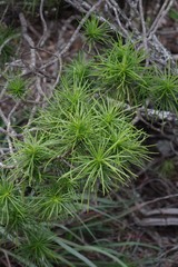 Senecio linifolius