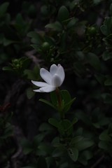 Hyperacanthus amoenus