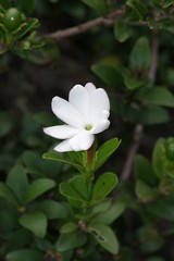 Hyperacanthus amoenus