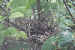 Cardinalis cardinalis cardinalis