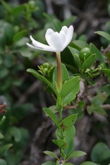 Hyperacanthus amoenus