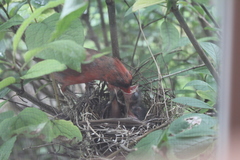 Cardinalis cardinalis cardinalis