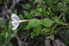 Hyperacanthus amoenus