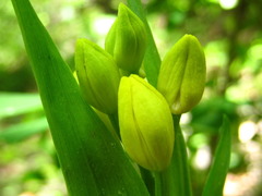 Cephalanthera falcata