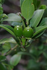 Hyperacanthus amoenus