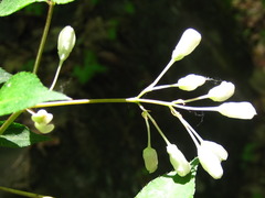 Staphylea bumalda
