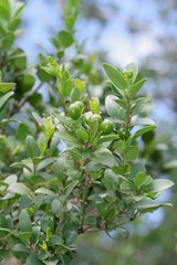 Hyperacanthus amoenus