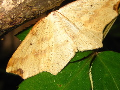 Pareclipsis gracilis