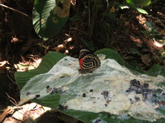 Prepona amydon amydon