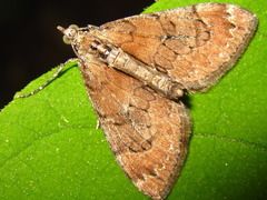 Heterothera postalbida