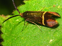 Adela praepilosa