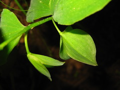 Polygonatum involucratum