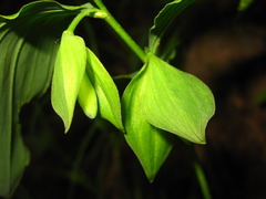 Polygonatum involucratum