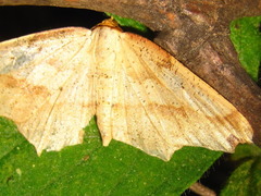 Pareclipsis gracilis