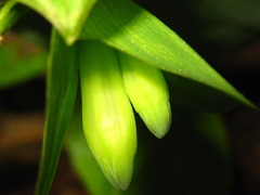Polygonatum involucratum
