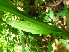 Cephalanthera falcata