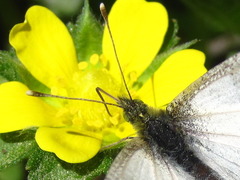 Anthocharis scolymus