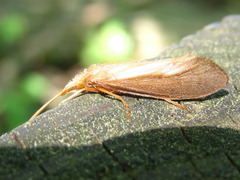 Limnephiloidea