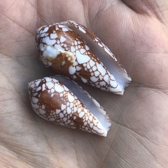 Conus purus