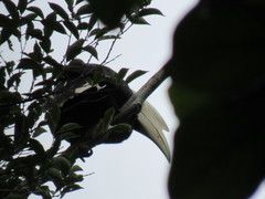 Anthracoceros malayanus