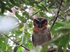 Strix leptogrammica