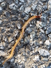 Dicellophilus limatus