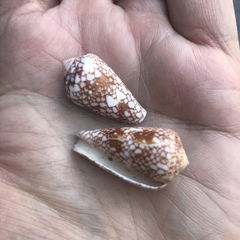 Conus purus