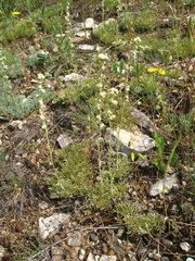Artemisia alpina