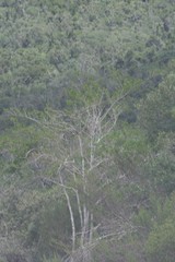 Afrocanthium mundianum
