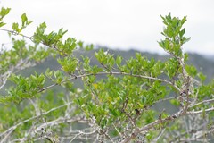 Afrocanthium mundianum