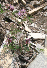 Astragalus cornutus