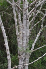 Afrocanthium mundianum