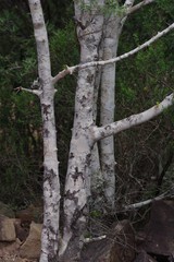 Afrocanthium mundianum