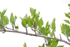 Afrocanthium mundianum