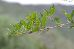 Afrocanthium mundianum
