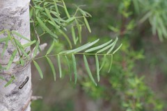 Secamone filiformis