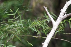 Secamone filiformis