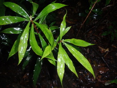 Tasmannia stipitata