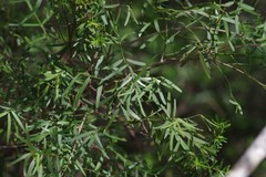 Secamone filiformis
