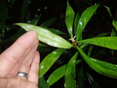 Tasmannia stipitata