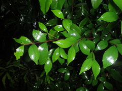 Syzygieae