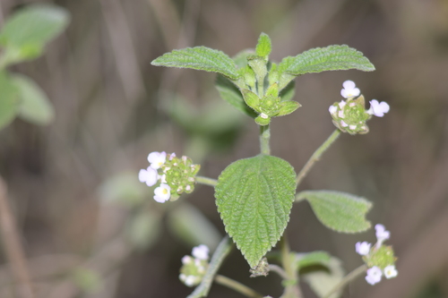 Lantana velutina