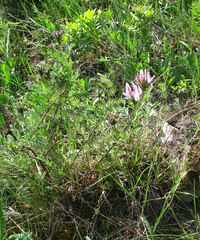 Astragalus cornutus