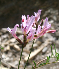 Astragalus cornutus