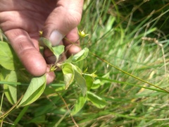 Lysimachia ciliata