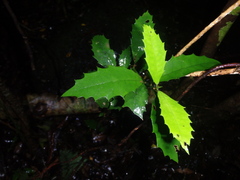 Polyosma cunninghamii