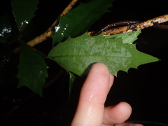 Polyosma cunninghamii